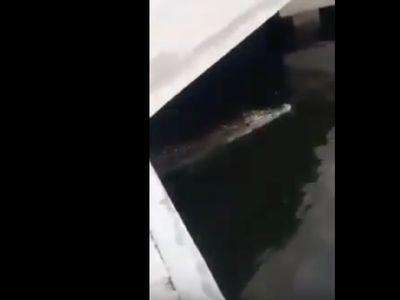 Detik-detik Kemunculan Buaya di Pondok Dayung Tanjung Priok