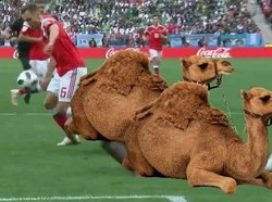 Cheryshev juga diibaratkan menggocek dua ekor unta, hewan khas Arab Saudi. (Foto: Twitter @TrollFootball/Ahmeeed_10)