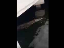 TNI AL-Pemprov DKI Koordinasi Cari Buaya 2,5 Meter di Tanjung Priok