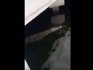 Buru Buaya di Tanjung Priok, Polisi: Tembak Jadi Opsi Terakhir Buru Buaya di Tanjung Priok, Polisi: Tembak Jadi Opsi Terakhir