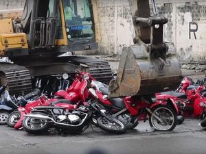 Nasib Ratusan Moge Bodong, Diratakan dengan Tanah