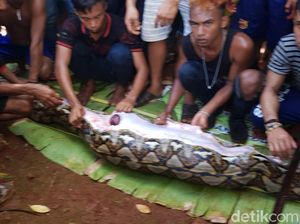Warga Anggap Lokasi Sanca Makan Wanita di Sultra Angker Warga Anggap Lokasi Sanca Makan Wanita di Sultra Angker