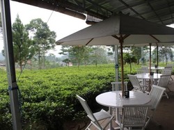 Minum Teh Langsung di Perkebunannya yang Cantik