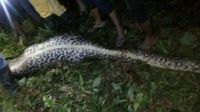 Foto: 2 Kejadian Ular Makan Manusia Bulat-bulat di Sulawesi