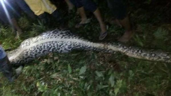 Foto: 2 Kejadian Ular Makan Manusia Bulat-bulat di Sulawesi
