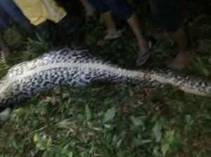 Foto: 2 Kejadian Ular Makan Manusia Bulat-bulat di Sulawesi