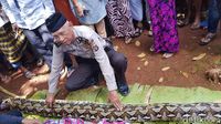 Foto: Ini Ular Sanca yang Makan Wanita Bulat-bulat di Sultra