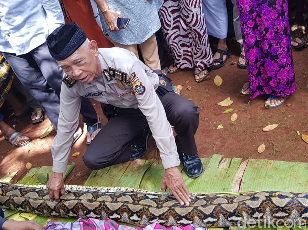 Polisi Minta Warga Tak Berkebun Sendiri agar Tak Dimakan Ular Polisi Minta Warga Tak Berkebun Sendiri agar Tak Dimakan Ular