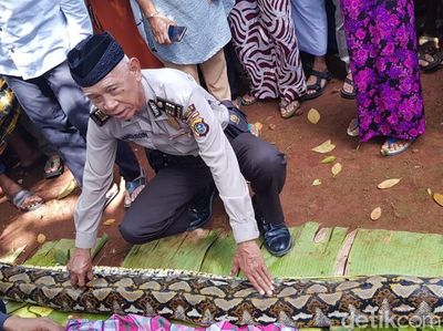 Foto: Ini Ular Sanca yang Makan Wanita Bulat-bulat di Sultra