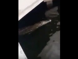 Kemunculan Buaya 2,5 Meter Baru Pertama Kali di Tanjung Priok