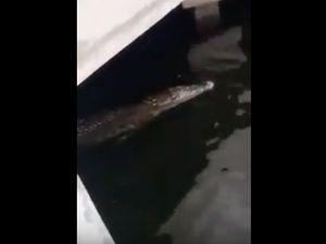 Aktivis Perlindungan Hewan soal Buaya di Priok: Jangan Dibunuh Aktivis Perlindungan Hewan soal Buaya di Priok: Jangan Dibunuh