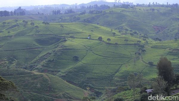 Warga Jabar Ayo Nyoblos! Habis Itu Wisata ke Cukul Sunrise Point