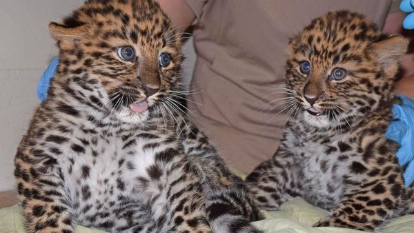 Bikin Gemas! Saat Bayi Macan Tutul Kembar Periksa Kesehatan