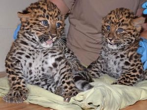 Bikin Gemas! Saat Bayi Macan Tutul Kembar Periksa Kesehatan