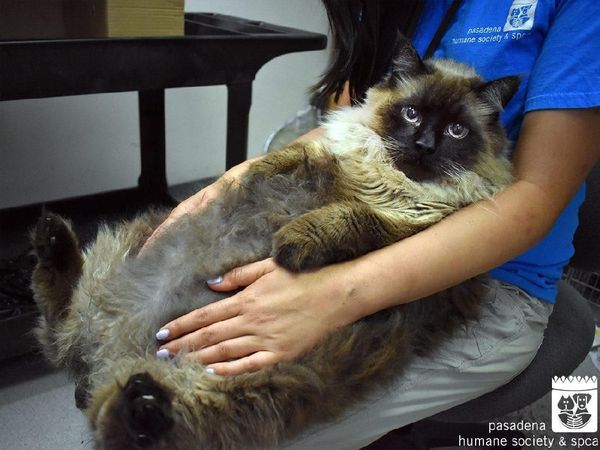 Foto: Viral Kucing 13 Kg yang Tak Muat di Kandang