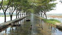 Foto: Saluran Irigasi Sejuk dan Instagramable di Kendal