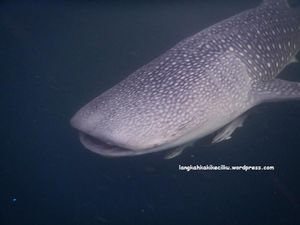 Pulang Kampung Ke Derawan, Bisa Lihat Hiu Paus