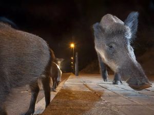 Peneliti: Manusia Bikin Mamalia Jadi Nokturnal
