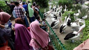 Libur Lebaran, Kebun Binatang Ragunan Dipadati Pengunjung