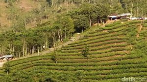 Foto: Kebun Teh di Kulon Progo, Cantik Juga!