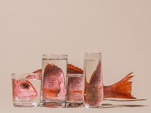 Memahami Distorsi Adalah dan Maknanya di Berbagai Bidang