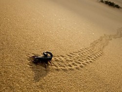 Kalajengking: Sengatan Setajam Pisau Tapi Belum Tentu Beracun