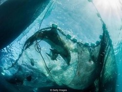 Memecahkan Teka Teki Kematian Lumba-lumba Ala Detektif Kriminal