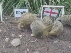 Hewan Meerkat Ramal Inggris akan Kalahkan Tunisia