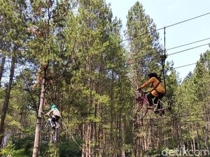 Mudik ke Sumedang, Ada Hutan Pinus Secantik Ini
