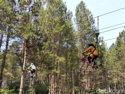 Mudik ke Sumedang, Ada Hutan Pinus Secantik Ini