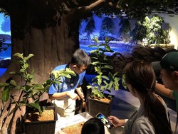 Ada Serangga Madagaskar di Jakarta Aquarium