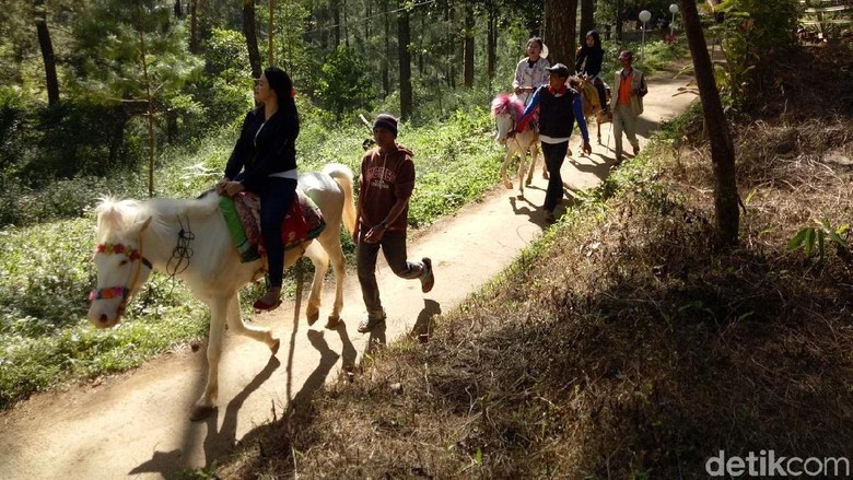 Wisata naik kuda di Taman Wisata Alam Malino (Ibnu/detikTravel) Wisata naik kuda di Taman Wisata Alam Malino (Ibnu/detikTravel)