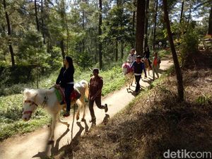 Libur ke Sulsel, Berkuda Mengelilingi Hutan Pinus yang Sejuk