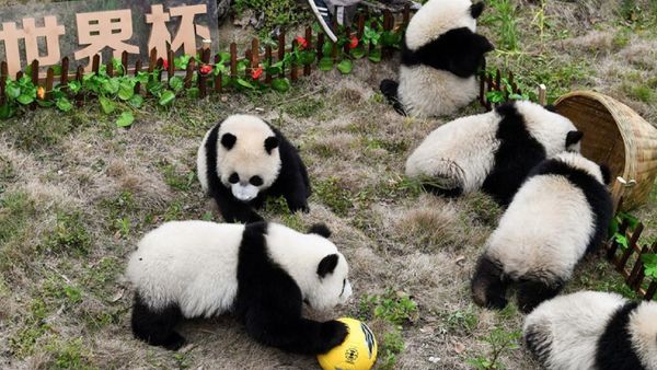 Foto: Gemasnya Panda yang Kena Demam Piala Dunia 2018