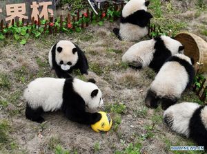 Foto: Gemasnya Panda yang Kena Demam Piala Dunia 2018