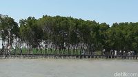 Foto: Tahu Nggak, Brebes Punya Wisata Hutan Mangrove