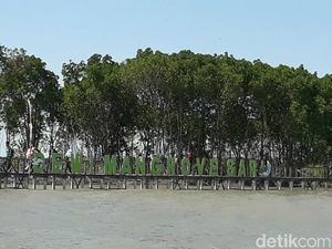Foto: Brebes Punya Wisata Hutan Mangrove
