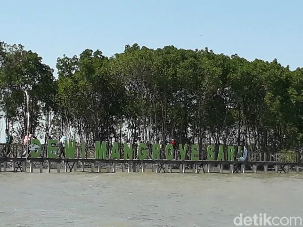 Foto: Brebes Punya Wisata Hutan Mangrove