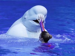 Viral, Aksi Pelatih Merias Paus dengan Lipstik Bikin PETA Meradang