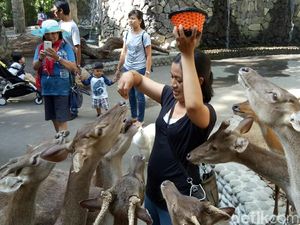 Berapa Harga Tiket Masuk Bali Zoo ? Ini Daftarnya