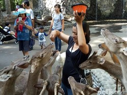 Liburan di Bali Zoo, Feeding Animal Jadi Favorit Pengunjung