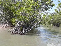 Berkunjung ke Dewi Mangrove Sari