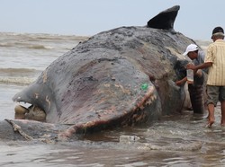 Bangkai Paus Ditemukan Membusuk di Pantai Nurussalam Aceh Timur