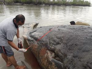 BKSDA Cek Penyebab Paus Mati Terdampar di Pantai Nurussalam Aceh