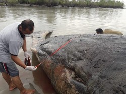 BKSDA Cek Penyebab Paus Mati Terdampar di Pantai Nurussalam Aceh