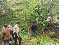 Diduga Masih Banyak Ular Berkeliaran di Lokasi Sanca Makan Wanita