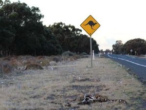 Musim Kemarau, Jutaan Kanguru Turun ke Jalan