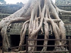 Cantiknya Candi di Kamboja Tempat Syuting Tomb Raider