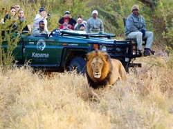 Kocaknya Patrice Evra Dikejar Singa