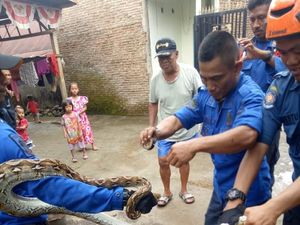 Hendak Cari Mangsa, Sanca 4 Meter Ditangkap di Makassar